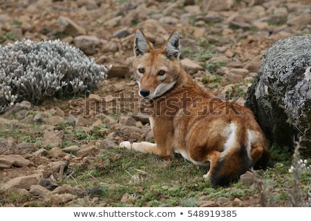 ストックフォト: Ethiopian Wolf Canis Simensis Ethiopia