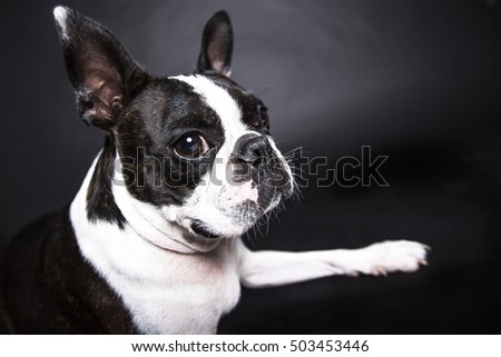 Boston Terrier Standing In Front Of Gray Background Foto d'archivio © Lopolo