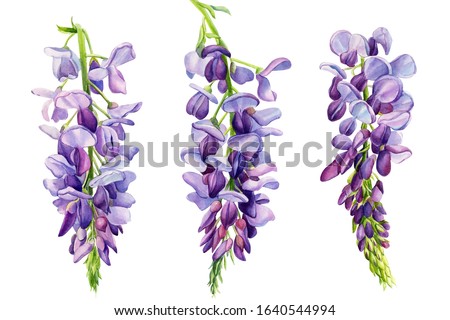 Stock fotó: Blue Wisteria Flowers And Leaves In Botanical Garden As Floral Background Nature And Flowering