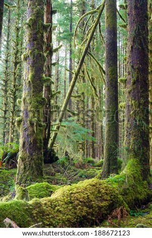 Foto d'archivio: Cedar Trees Deep Forest Green Moss Covered Growth Hoh Rainforest