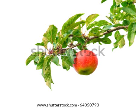 Сток-фото: Ripe Apples Are Hanging On A Branch