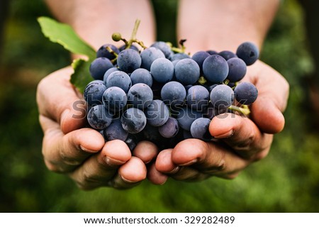 Foto stock: Wine And Grape
