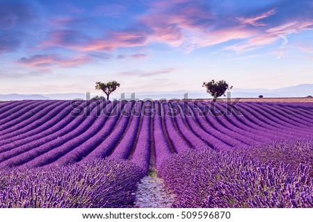 Сток-фото: Lavender Flower Blooming Fields And Trees Row Valensole Proven
