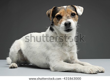 Stock foto: Parson Russell Terrier Lying And Looks At You In The White Photo