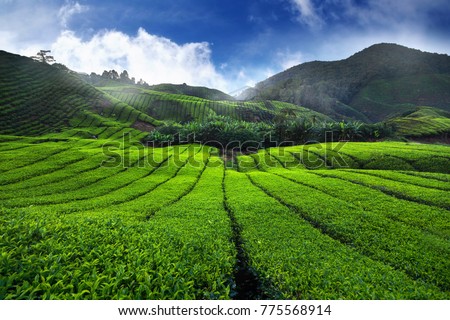 Stock photo: Amazing Landscape View Of Tea Plantation In Sunset Sunrise Time Nature Background With Blue Sky An