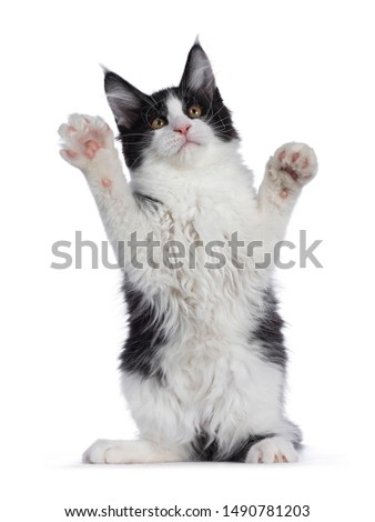 Stock photo: Sweet Bicolor High White Maine Coon Cat Isolated On White Background