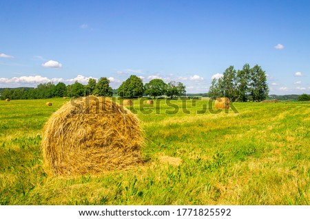 [[stock_photo]]: Otte · de · foin · sur · le · terrain