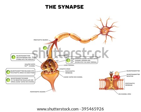 Сток-фото: Synapse Detailed Anatomy Beautiful Colorful Illustration Neuro