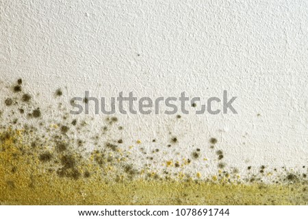 Stok fotoğraf: Dirty Wall With Mold