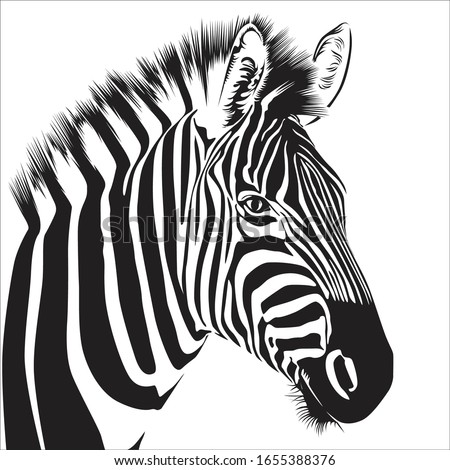 Stock photo: Zebra Head