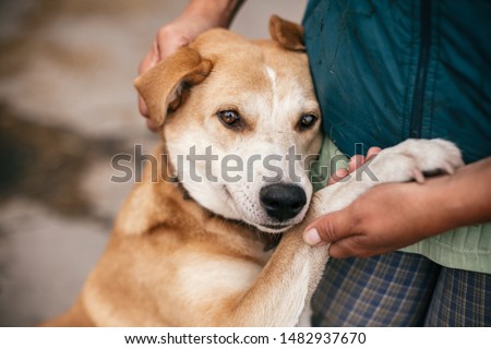 Stock fotó: Homeless Dog