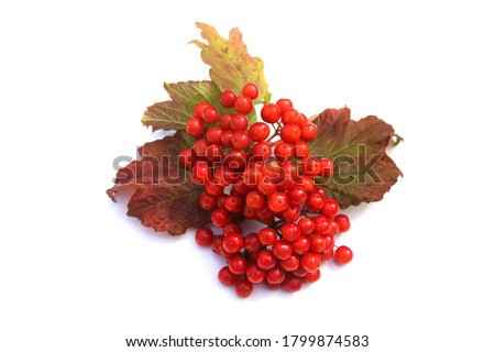 ストックフォト: Berries Bunch Of Viburnum