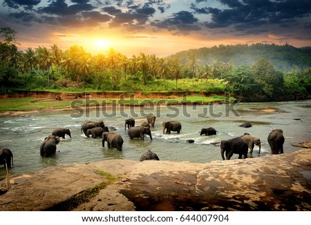 Stock fotó: Elephant On Sri Lanka