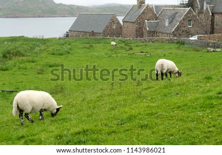 Stock photo: Sheep In The Fields Of Iona In The Inner Hebrides Scotland Europe