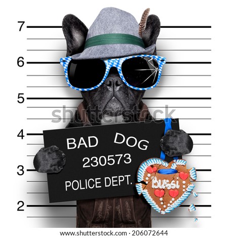 商業照片: Bavarian Beer Mugshot Dog