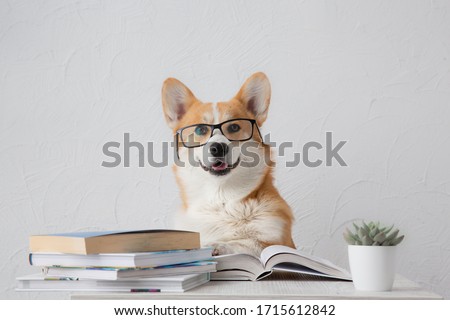 ストックフォト: Smart Dog And Books