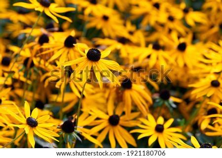 Сток-фото: Field Of Yellow Flowers Of Orange Coneflower Also Called Rudbeckia