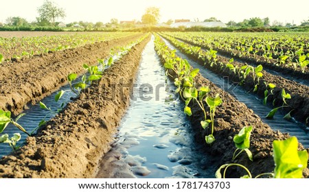 Stock photo: Management Of Watering Process Of Eggplant Plantation By Irrigation Canals System European Farm Fa