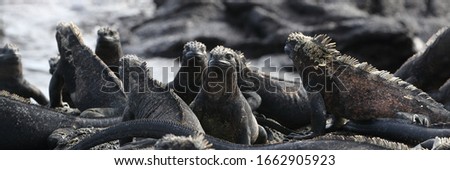 Foto stock: Panoramic Banner Of Galapagos Animals - Marine Iguana With Smaller Marine Iguana On Its Head Cute A