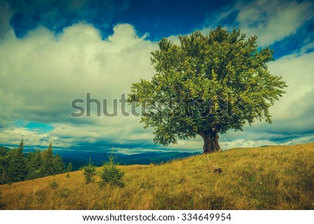 Stock photo: Rural Road And Lone Tree In The Carpathian Mountains