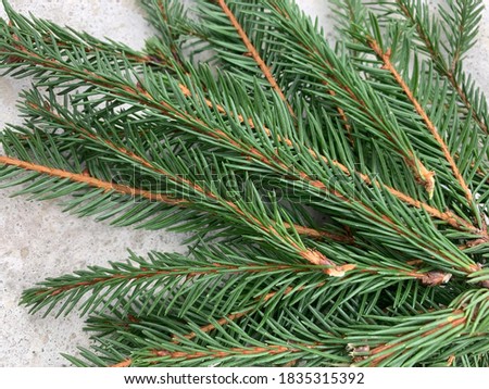 Stock photo: Minimalistic Decorative Border Of Green Conifer Plants In Pots Top View On White Wooden Board Backgr