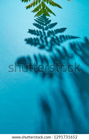 Green Twig Fern With Shadow Pattern On A Blue Background With Space For Text Foliage Layout Сток-фото © artjazz