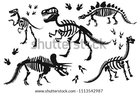 Сток-фото: Old Dinosaur Skeleton On A Black Background Tyrannosaurus Rex Skeleton