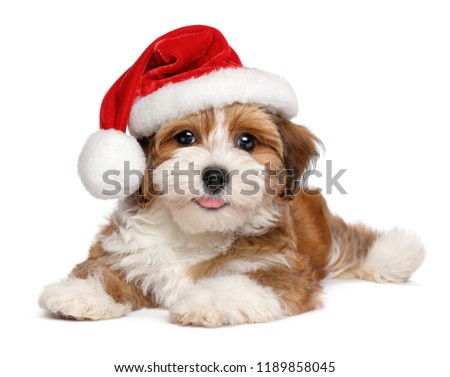 Foto stock: Christmas Dog Santa Baby