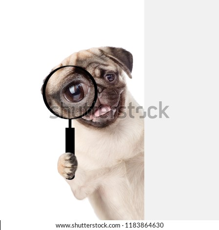 Stock photo: Magnifying Glass Dog