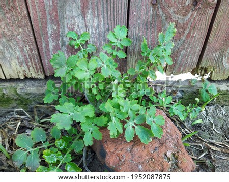 ストックフォト: Young Plant On Old Wood Against Spring Natural Background Sprin