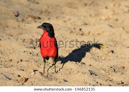 ストックフォト: Crimson Breasted Shrike - Striking Colors Of Red From The Wild And Free In Africa