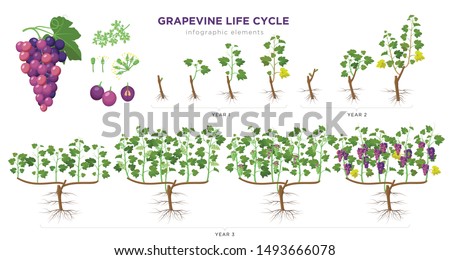 ストックフォト: Bunch Of Flowers Of Grapevine