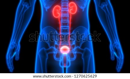 Stock fotó: Human Silhtouette And Urinary System Kidneys And Urinary Bladde