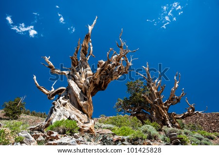 Stock fotó: Bristlecone Pine In The White Mountains