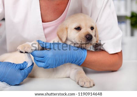 Stok fotoğraf: Cute Labrador Puppy Dog Lying Patiently While Getting A Bandage