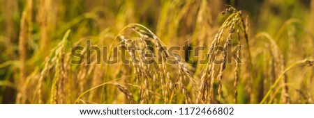 Foto stock: Ripe Ears Of Rice On A Pussy Field In The Background Of Sunlight Banner Long Format