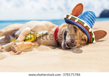 ストックフォト: Drunk Mexican Dog