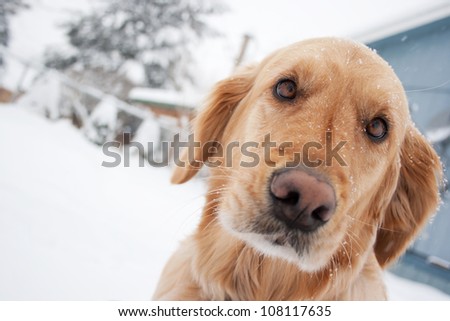 Сток-фото: Freezing Icy Dog In Snow