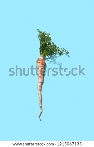 商業照片: Healthy Raw Parsley Root With Green Leaves On A Blue Background With Reflection Of The Shadows And C