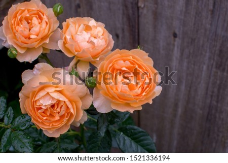 Stock photo: Creating Of Beautiful Flowers Bouquet From Living Coral Color Roses With Green Leaves In A Paper In