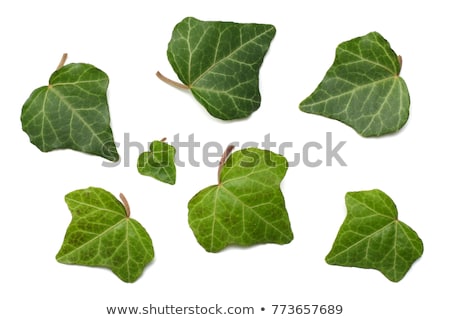 Foto d'archivio: Ivy Leaves Over White