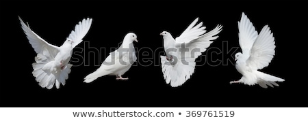 Stok fotoğraf: White Pigeon