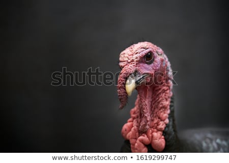 Stock fotó: Wild Turkey Meleagris Gallopavo