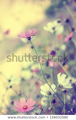 Foto stock: Beautiful Tender Bouquet Of Summer Meadow Flowers