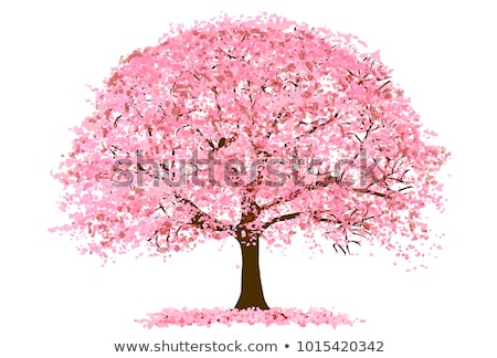 Stok fotoğraf: Cherry Blossom Tree In Full Bloom