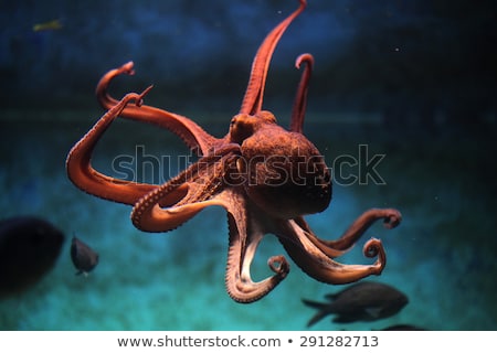 Foto stock: Sea Animals Swimming Underwater