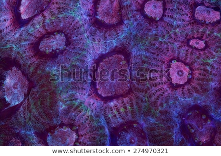 [[stock_photo]]: Purple Coral With Bubbles