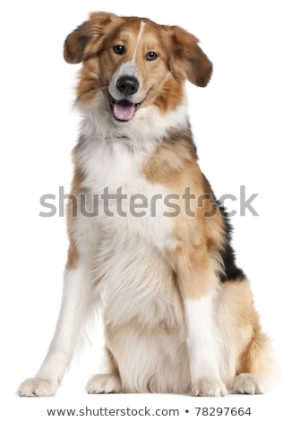 Foto d'archivio: Two Mixed Breed Dog Portrait In A White Backgound Studio