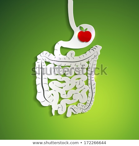 Stockfoto: Paper Digestive System And Apple In Stomach