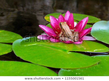 Stockfoto: Pacific Tree Frog By Water Lily Flower